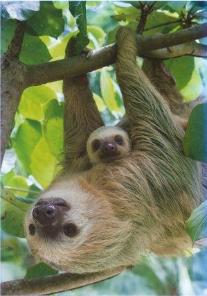Item #00081477 Hoffman's Two-toed Sloth - Greeting Card. Suzi Eszterhas, Sierra Club