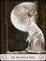 Cat Mythos & Magick Oracle