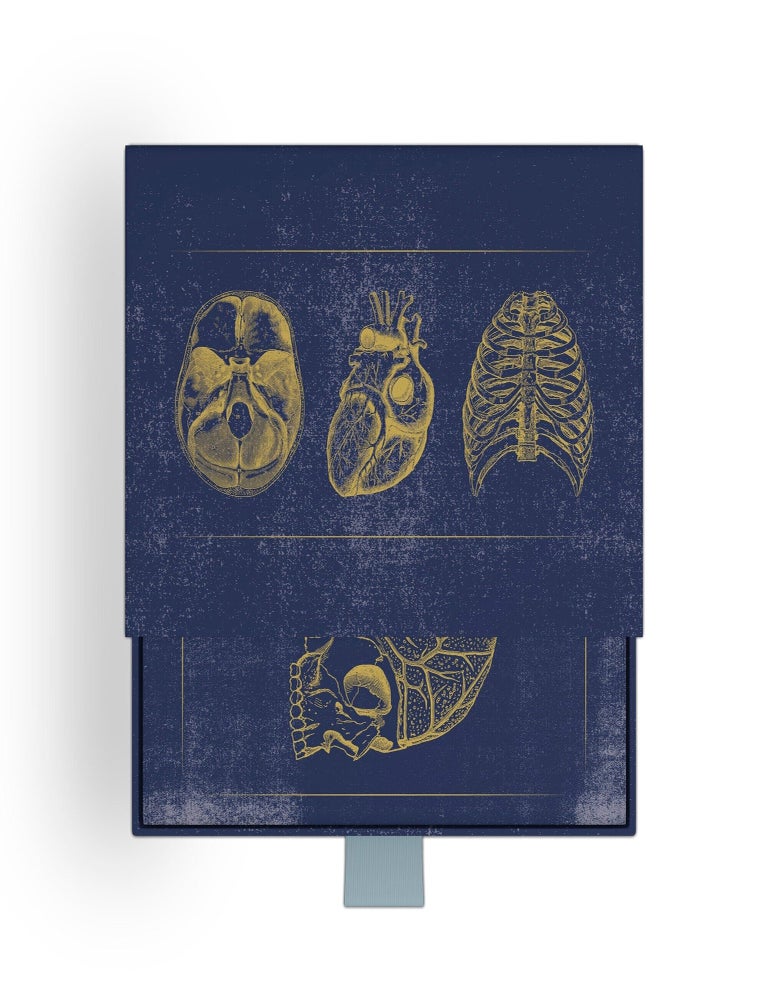 Item #00094159 Vintage Anatomy (Slipcase Boxed Notecards)
