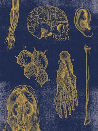 Vintage Anatomy (Slipcase Boxed Notecards)