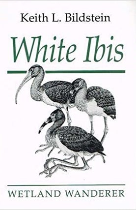 Item #035481 White Ibis: Wetland Wanderer. Keith L. Bildstein