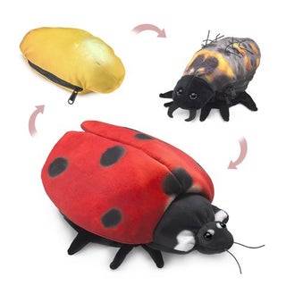 Item #076606 Ladybug Life Cycle