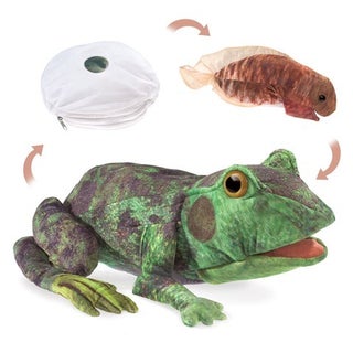 Item #076618 Frog Life Cycle